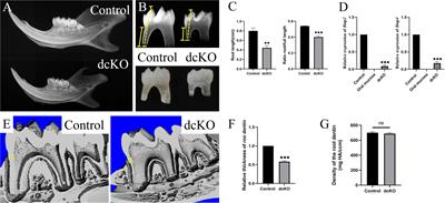 Epithelial Bone Morphogenic Protein 2 and 4 Are Indispensable for Tooth Development